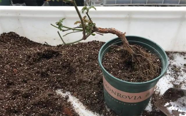 开云 开云体育养花用土是泥炭土好？还是椰糠土好？(图3)