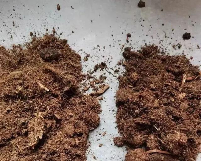 开云 开云体育养花用土是泥炭土好？还是椰糠土好？(图10)