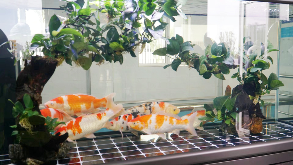 每年节能减排2000吨!新水务让再生水变废为宝开云体育 开云平台(图3) 每年节能减排2000吨!新水务让再生水变废为宝开云体育 开云平台(图3)