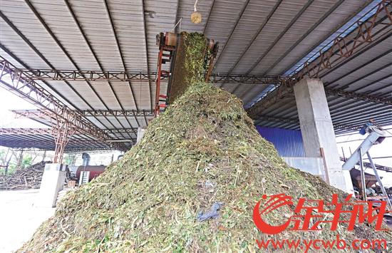 绿化废弃物被Kaiyun 开云填埋焚烧太浪费 东莞试水规模化深加工处理(图1)