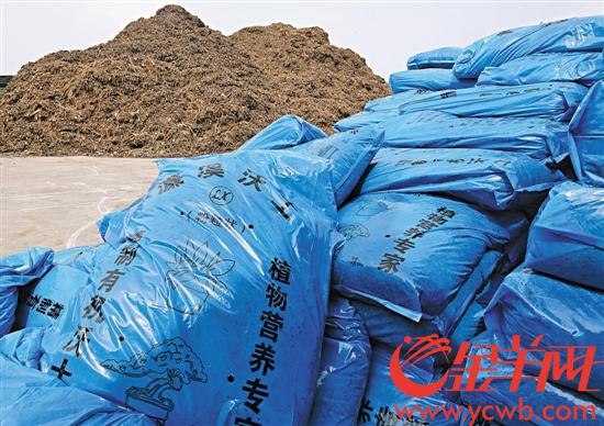 绿化废弃物被Kaiyun 开云填埋焚烧太浪费 东莞试水规模化深加工处理(图3)