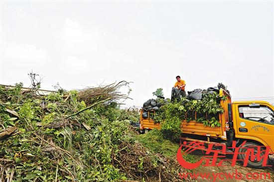 绿化废弃物被Kaiyun 开云填埋焚烧太浪费 东莞试水规模化深加工处理(图4)
