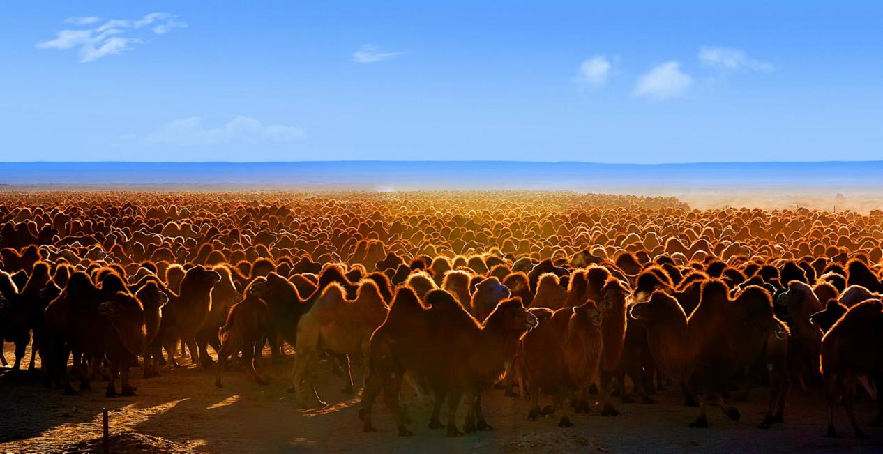 阿开云体育 开云平台拉善盟(图11)