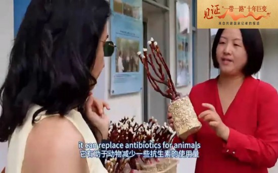 Kaiyun 开云小而美的“中国草”在各国开出“幸福花”(图5)